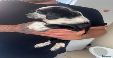 Mixed Breed dogs - Advert 2