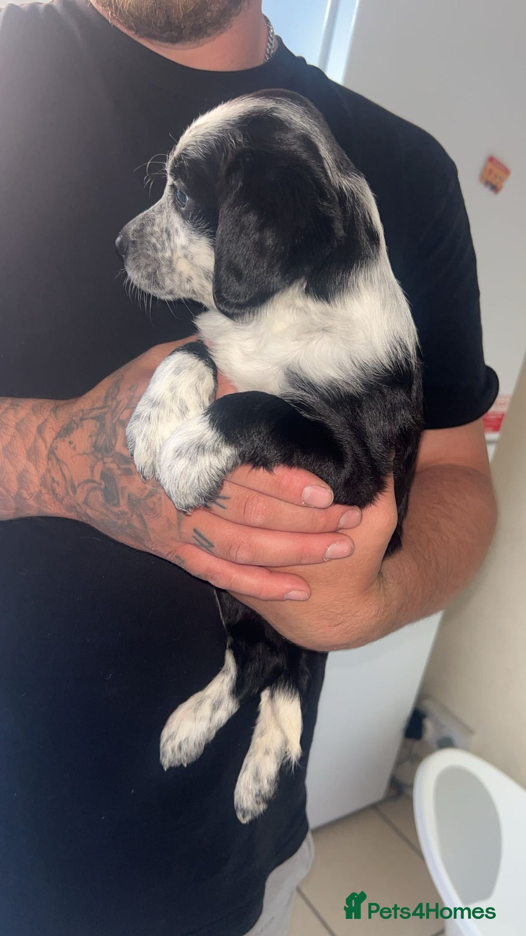 Mixed Breed dogs for sale: Last female puppy  - Image 3