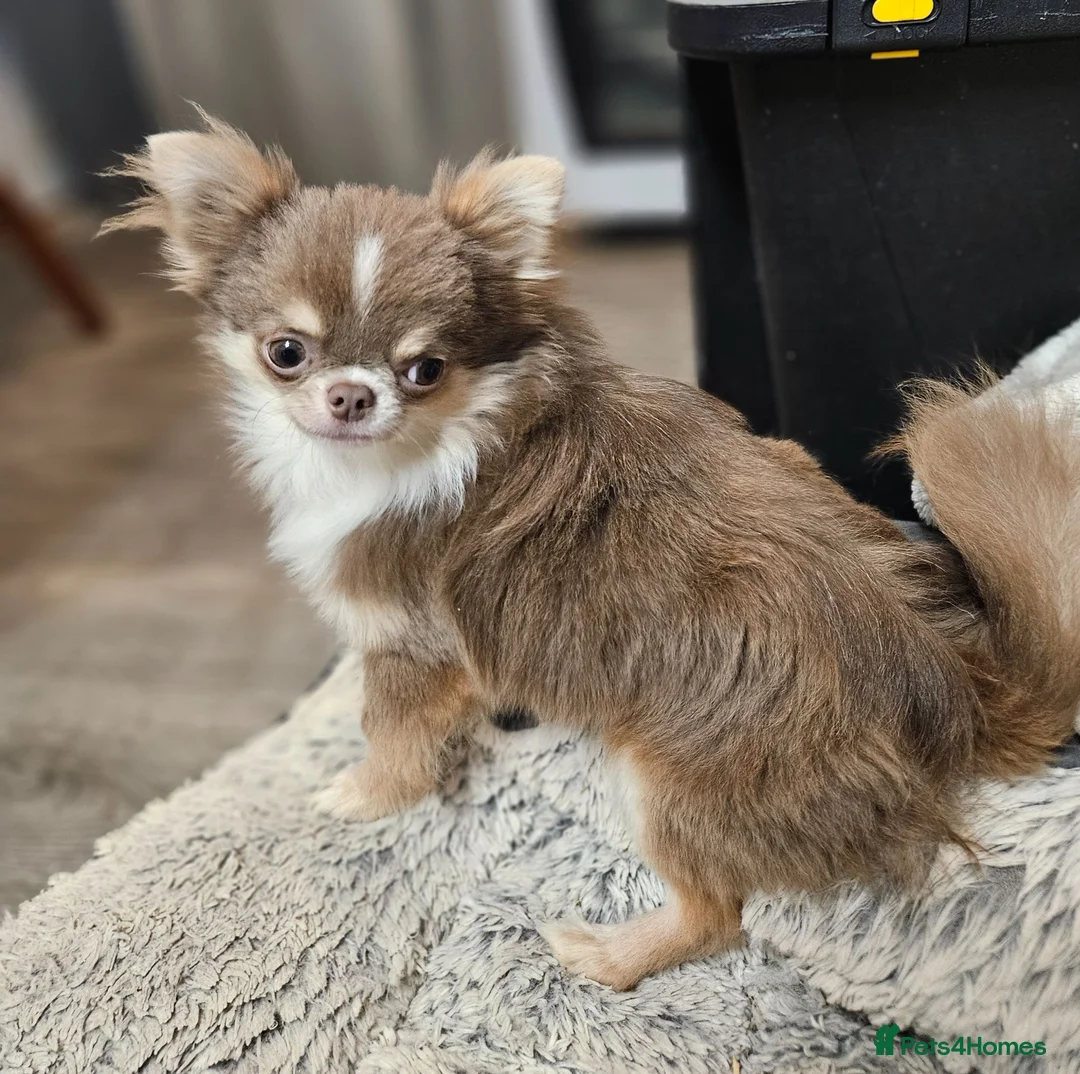Chihuahua dogs for stud: KC Reg Lilac chihuahua, PROVEN, DNA Tested CLEAR  - Advert 5