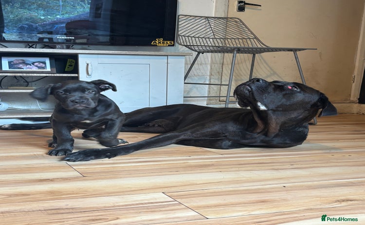 Cane Corso dogs - Advert 5