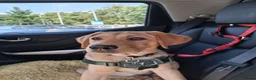 Labrador Retriever dogs for sale: 4 month old Labrador boy puppy  - Advert 2