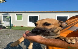 Mixed Breed dogs for adoption: Meet COOKIE, a Lovely Puppy Girl for a Loving Home - Image 36