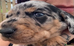 Miniature Dachshund dogs for sale: Miniature dapple dachshund  - Image 26