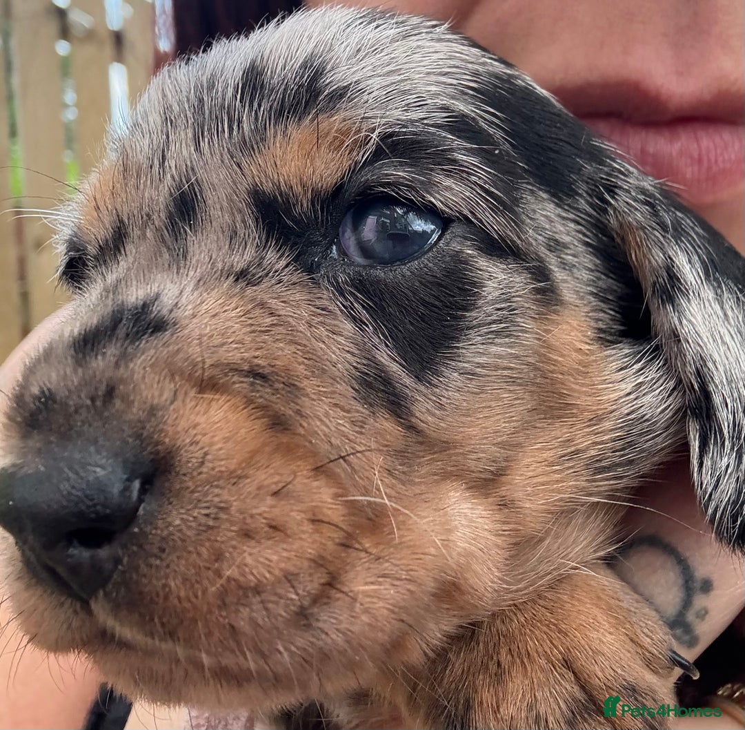 Miniature Dachshund dogs for sale: Miniature dapple dachshund  - Image 26