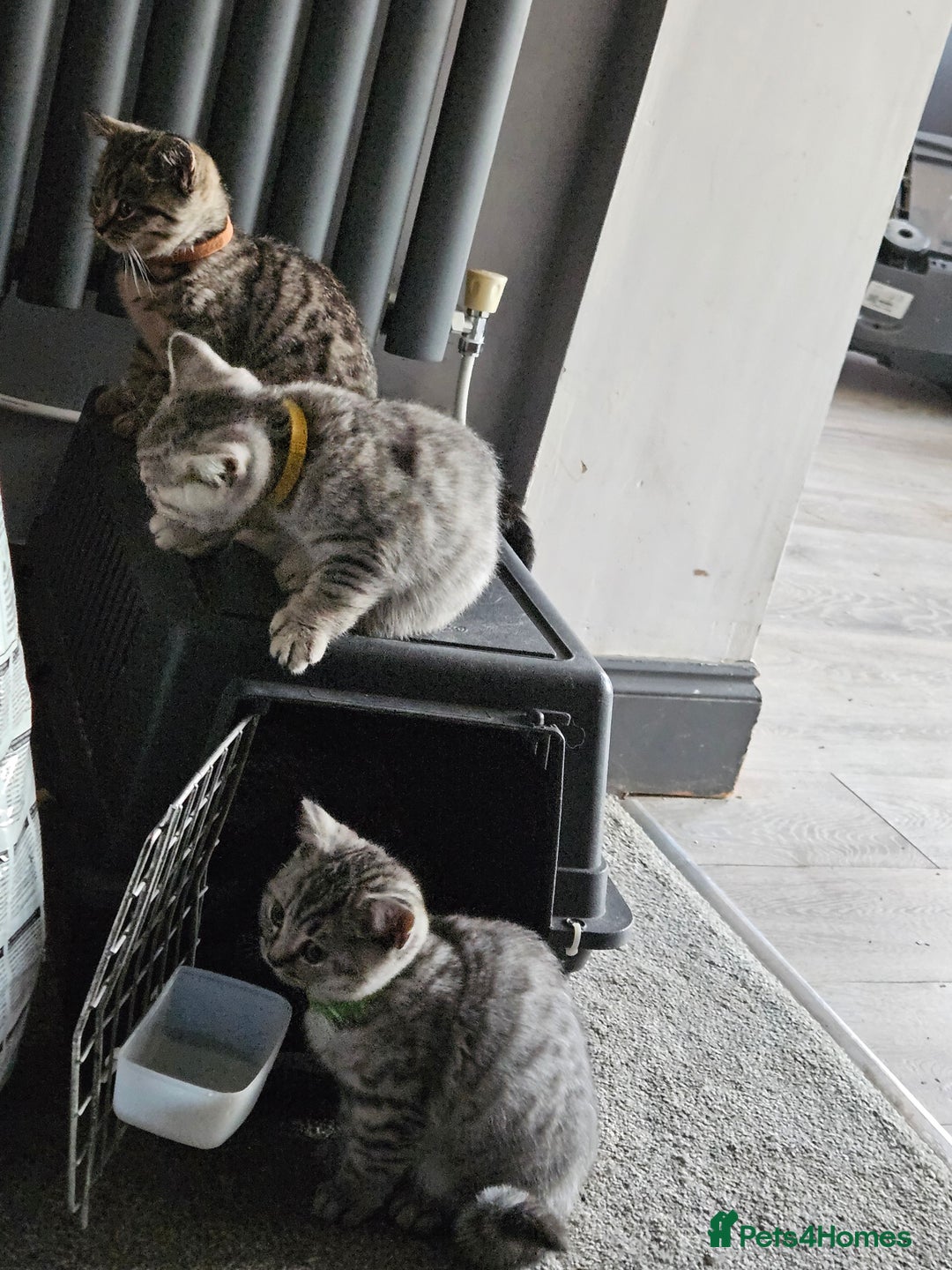 British Shorthair cats for sale: GCCF Reg Chocolate Silver Spotted Tabby BSH Boys - Image 14