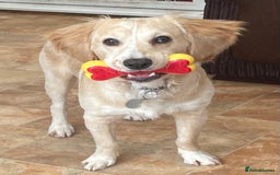 Mixed Breed dogs for sale: 7month boy golden retriever spaniel sam - Image 4