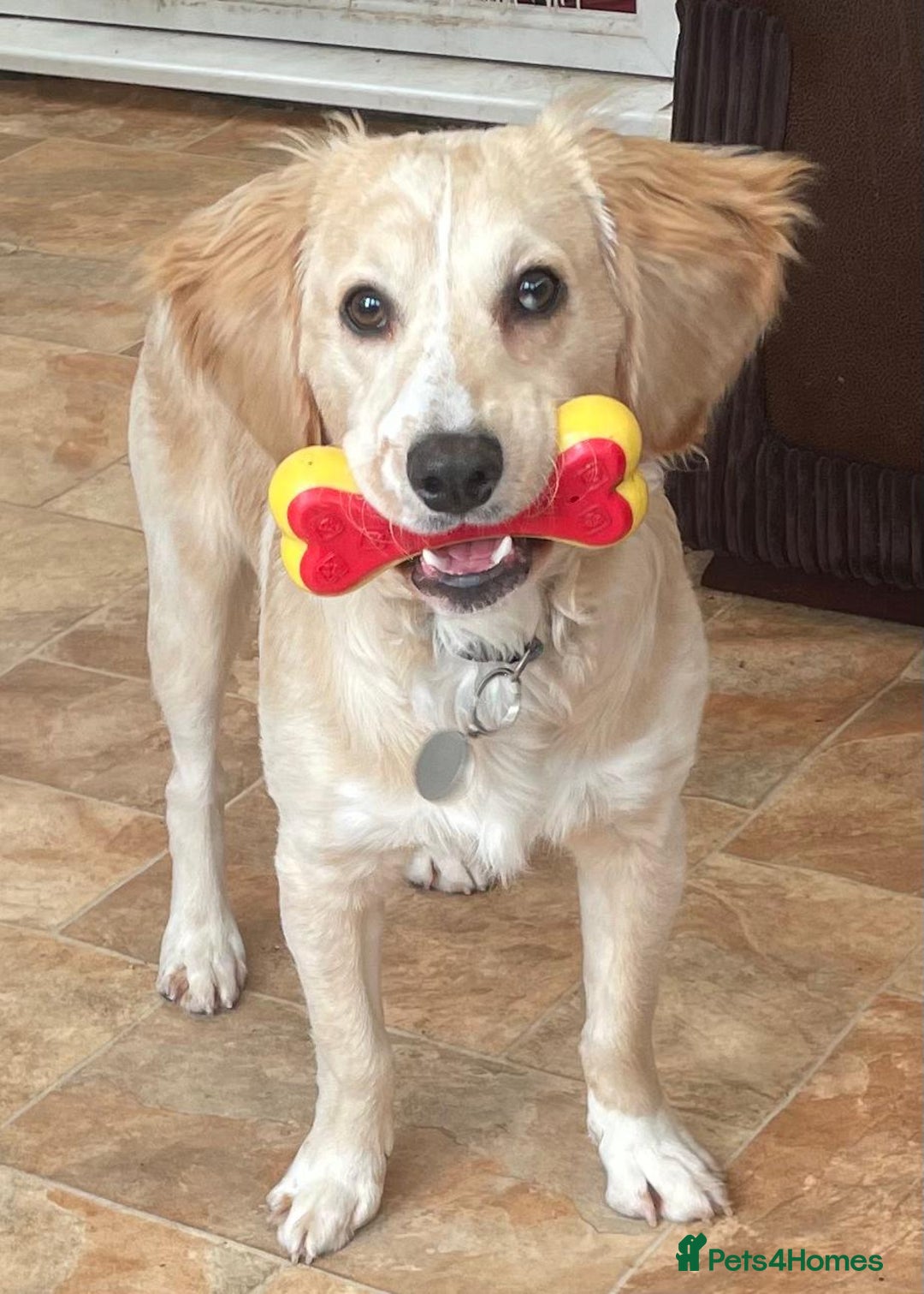 Mixed Breed dogs for sale: 7month boy golden retriever spaniel sam - Image 4