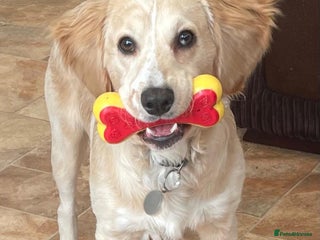 Mixed Breed dogs - Advert 11