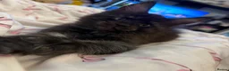 Maine Coon cats for sale: Beautiful Maine Coon kittens - Advert 12