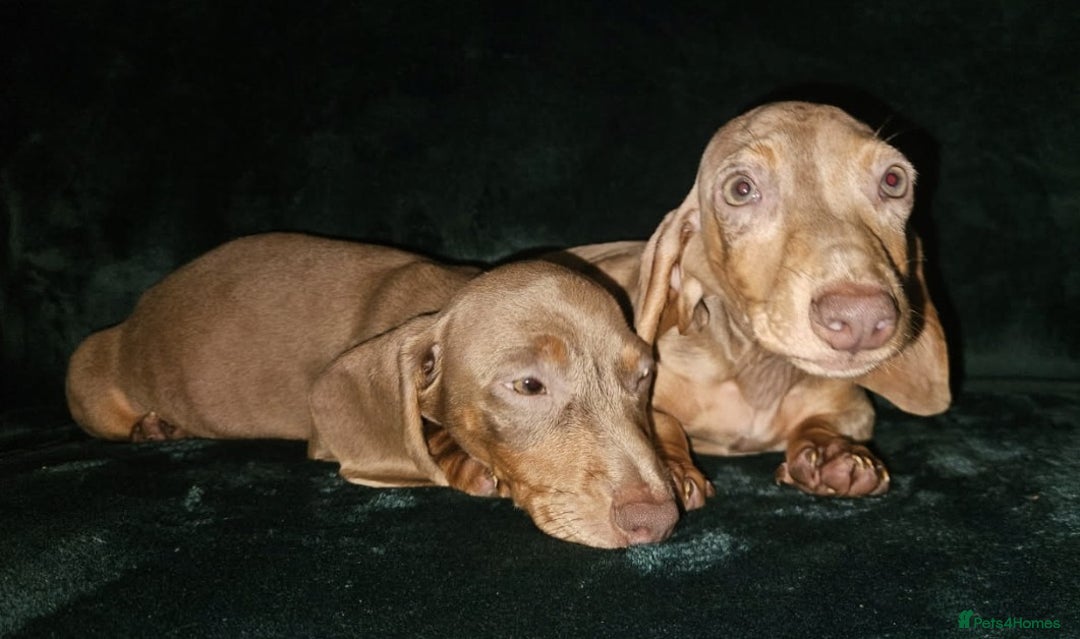 Miniature Dachshund dogs for sale: adorable littel puppies - Image 2