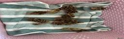 Mixed Breed birds for sale: Quail in Caerphilly - Advert 1