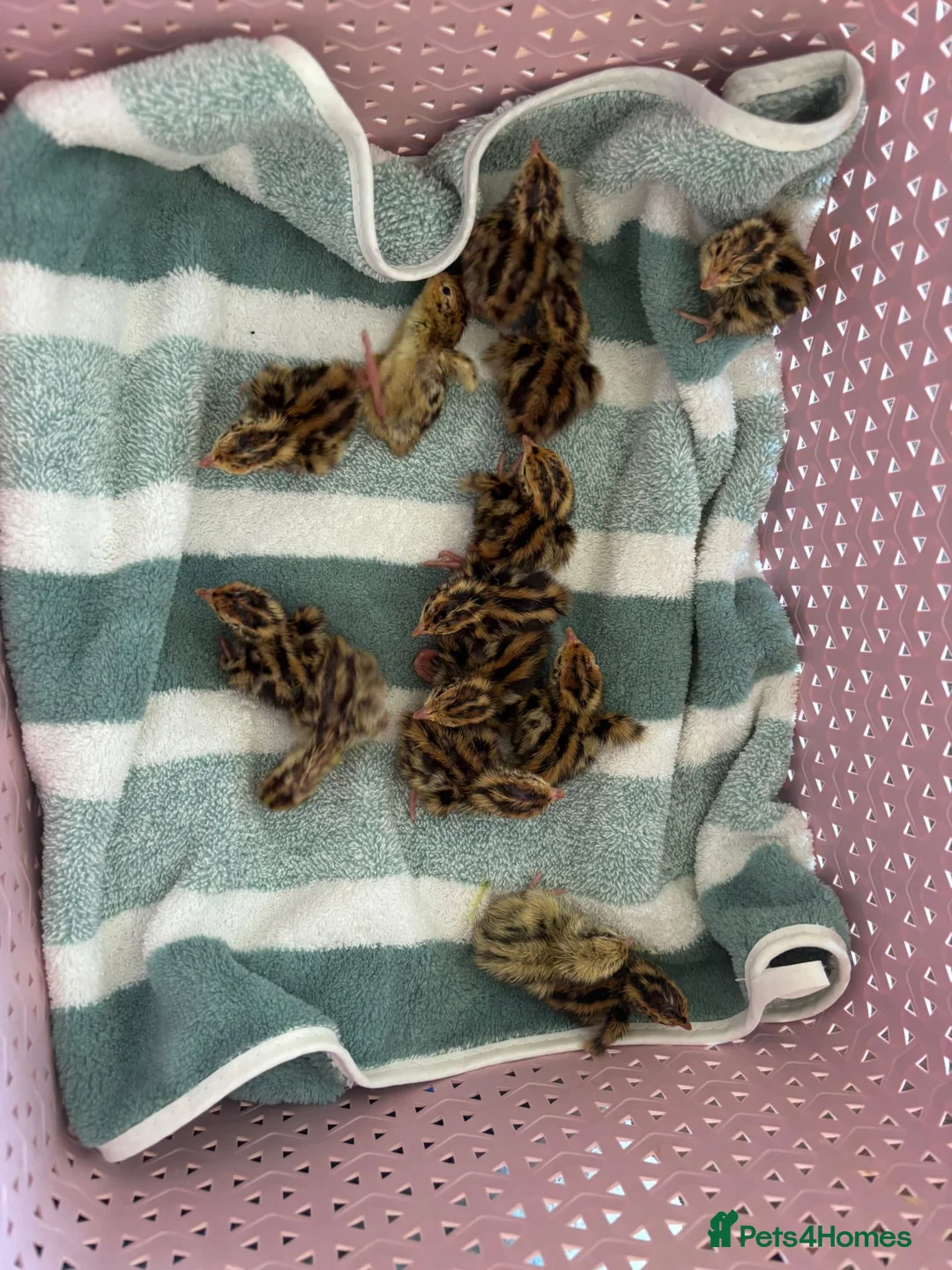 Mixed Breed birds for sale: Quail in Caerphilly - Advert 1