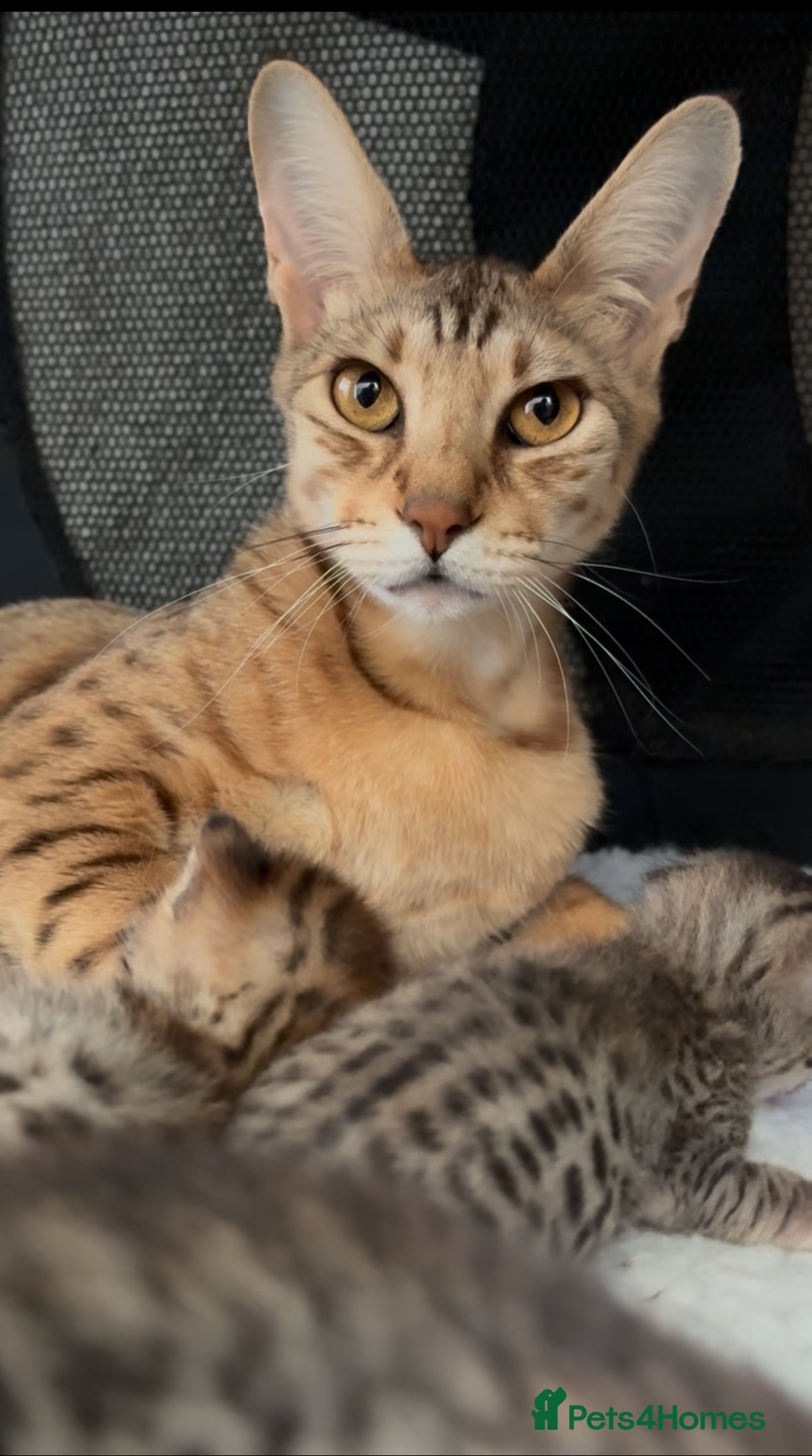 Savannah cats Gorgeous Male Savannah Kitten - Advert 1