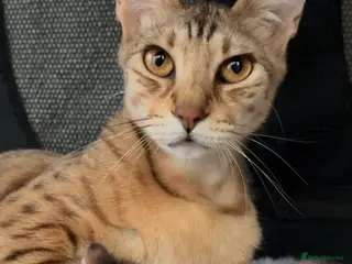 Savannah cats Gorgeous Male Savannah Kitten - Advert 1