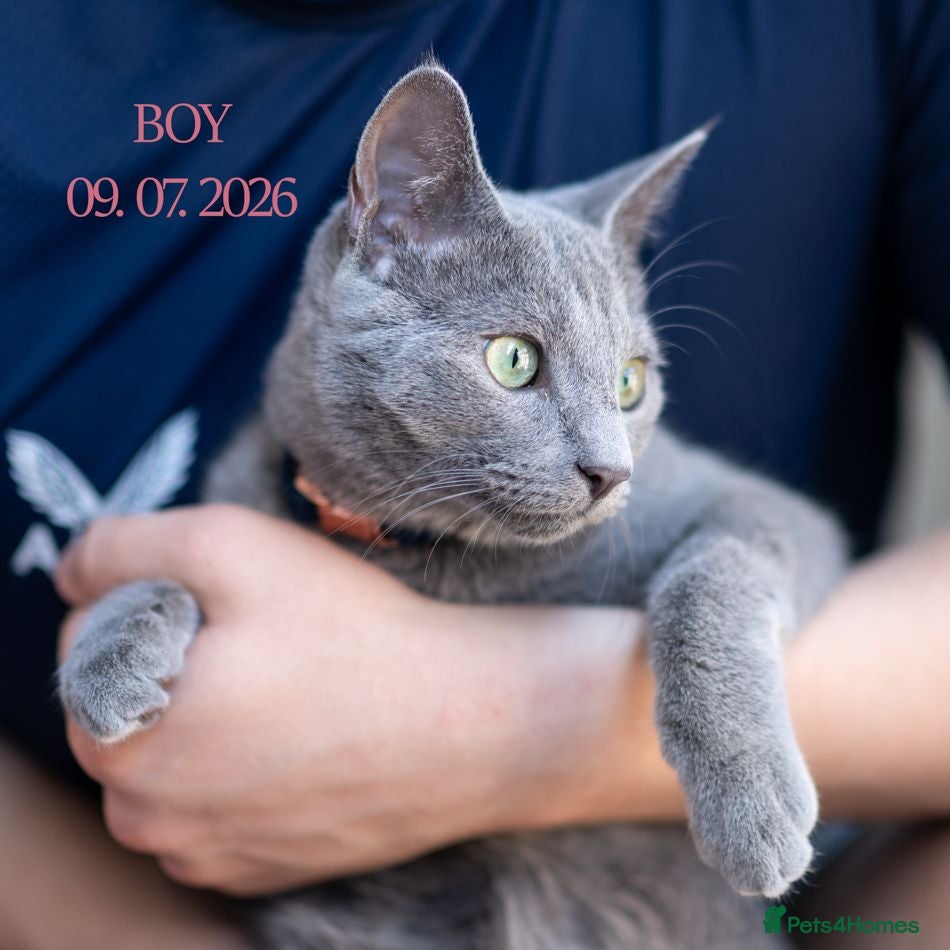 Russian Blue cats Russian Blue Boy Pedigree  - Advert 1
