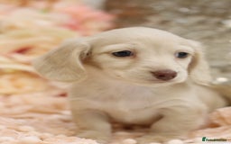 Miniature Dachshund dogs for sale: KC Registered Cream Longhair Puppies - Image 1