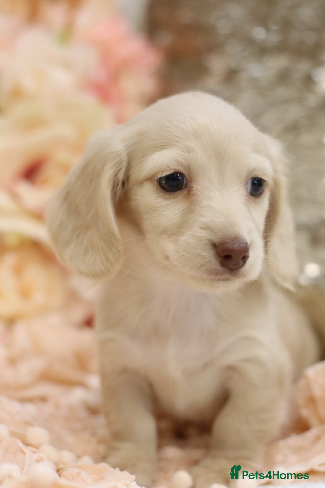 Miniature Dachshund dogs for sale: KC Registered Cream Longhair Puppies - Image 1