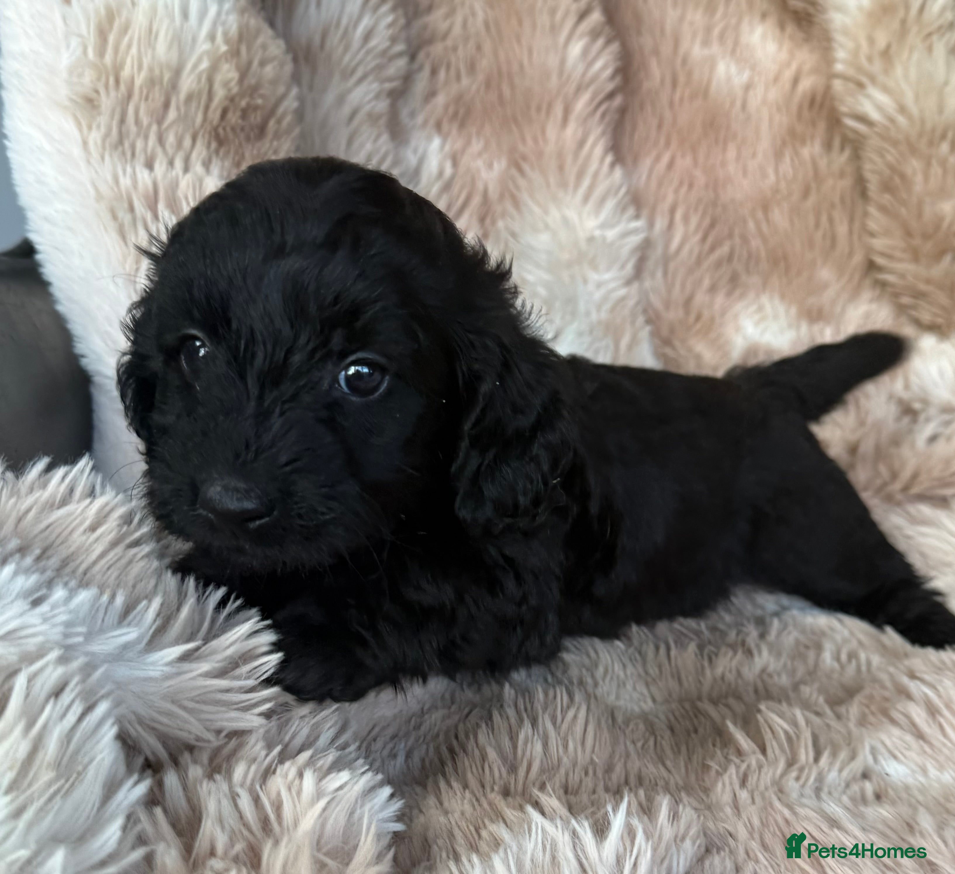 Mixed Breed dogs Daxipoo pups  - Advert 4