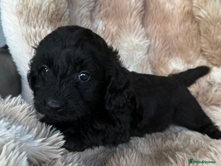 Mixed Breed dogs Daxipoo pups - Advert 5