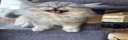 Persian cats for sale: Ready To Leave - Advert 2