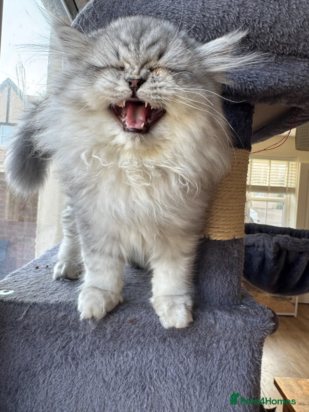 Persian cats for sale: Ready To Leave - Advert 2