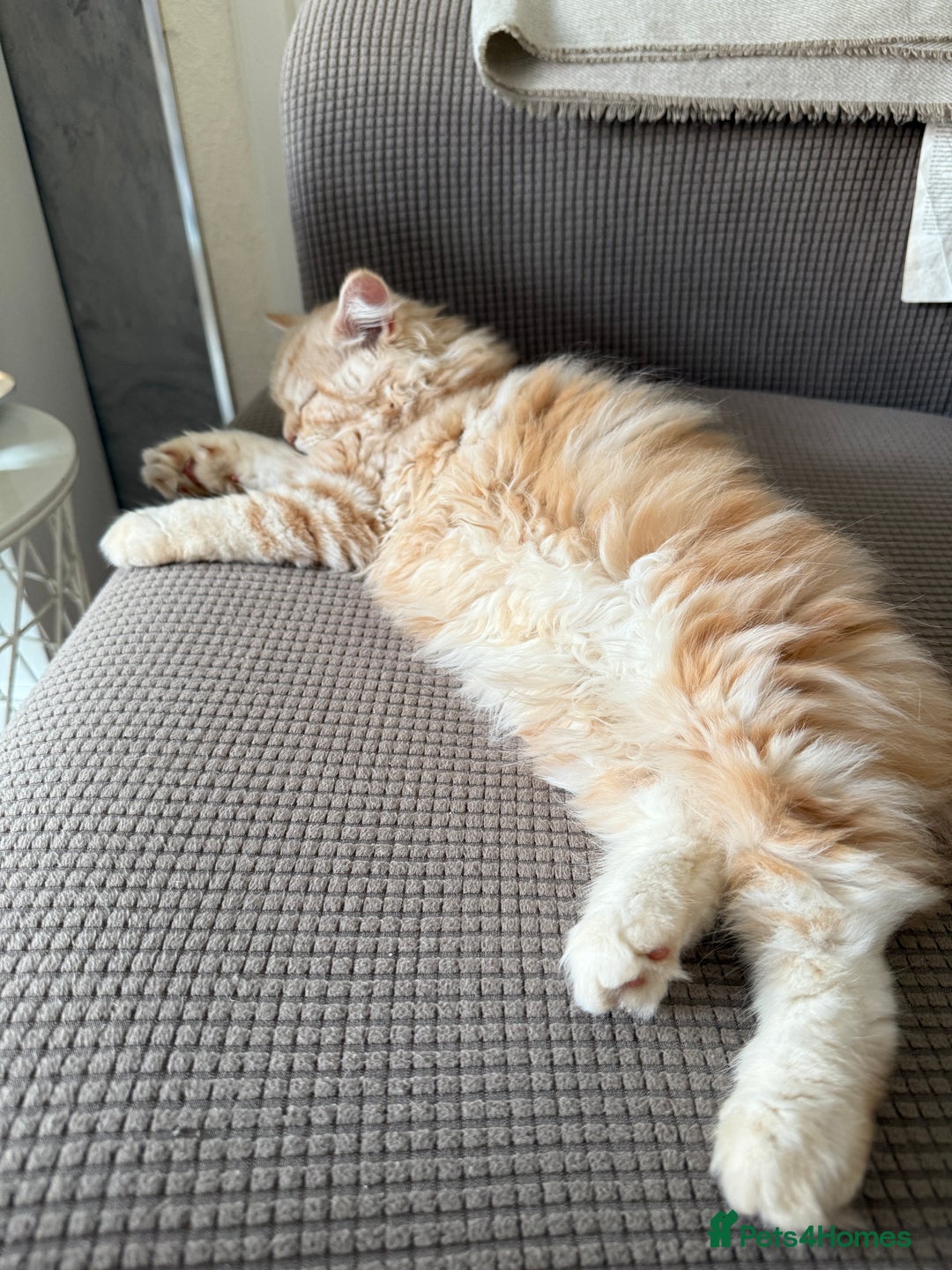 Scottish Fold cats for sale: Scottish Fold Kitten  - Image 7