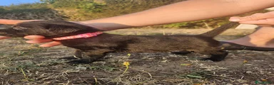 Female 5