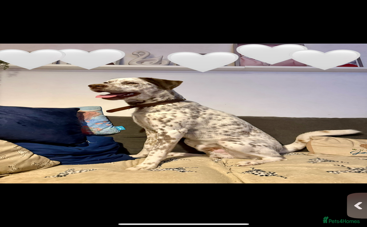 Mixed Breed dogs - Advert 1