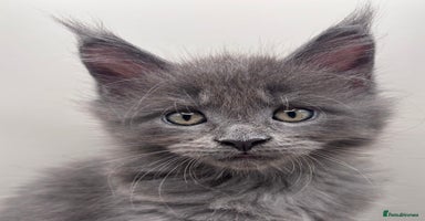 Maine Coon cats - Advert 13