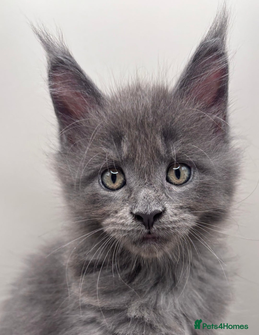 Maine Coon cats for sale: Stunning Maine Coon Kittens  - Image 3