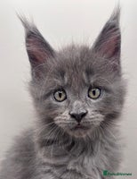 Maine Coon cats - Advert 3