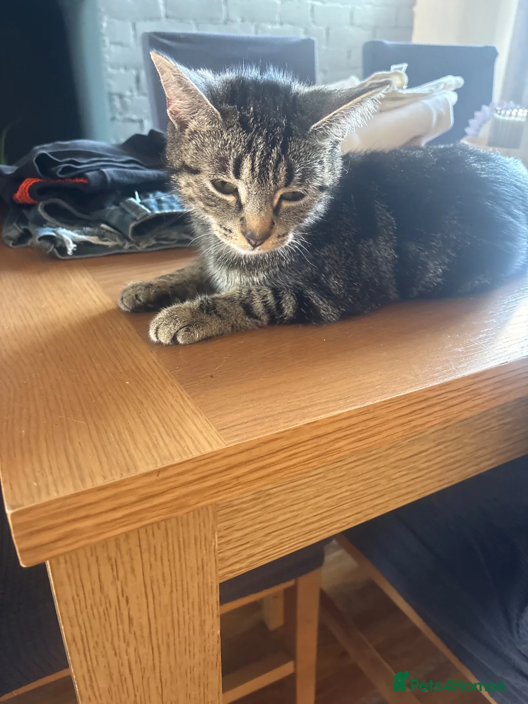 Mixed Breed cats for sale: Male tabby - Advert 2