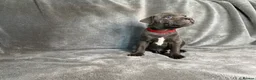 Staffordshire Bull Terrier dogs for sale: Billionaire bills pups  - Advert 11