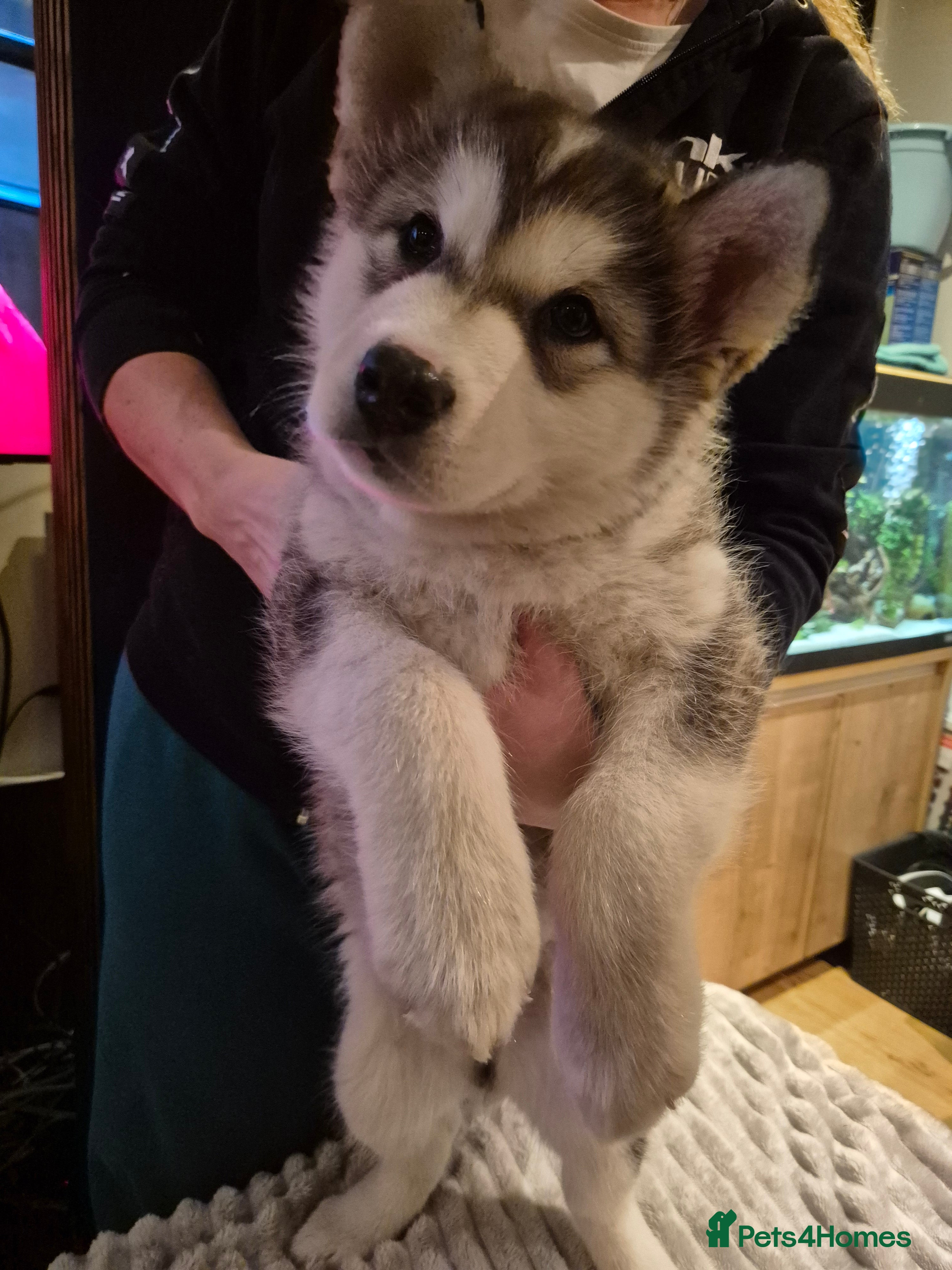 Alaskan Malamute dogs Litter B  - Advert 13