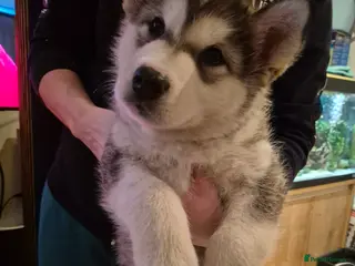 Alaskan Malamute dogs Litter B - Advert 13