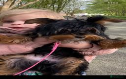 Yorkshire Terrier dogs for sale: Yorkshire terrier female  - Advert 2