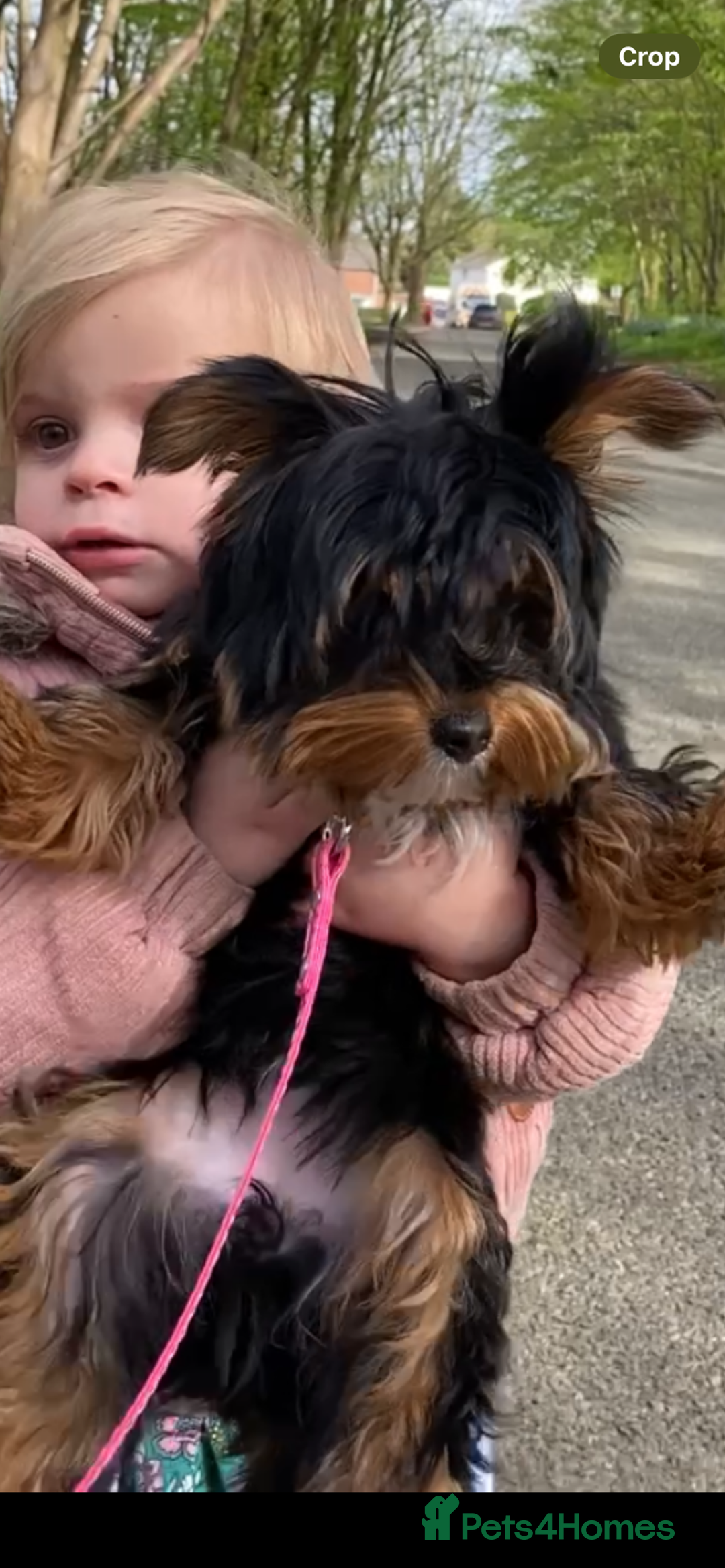 Yorkshire Terrier dogs for sale: Yorkshire terrier female  - Advert 2