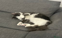 Turkish Angora cats for sale: URGENT🚨 2 Brothers looking for a loving home!! - Image 4