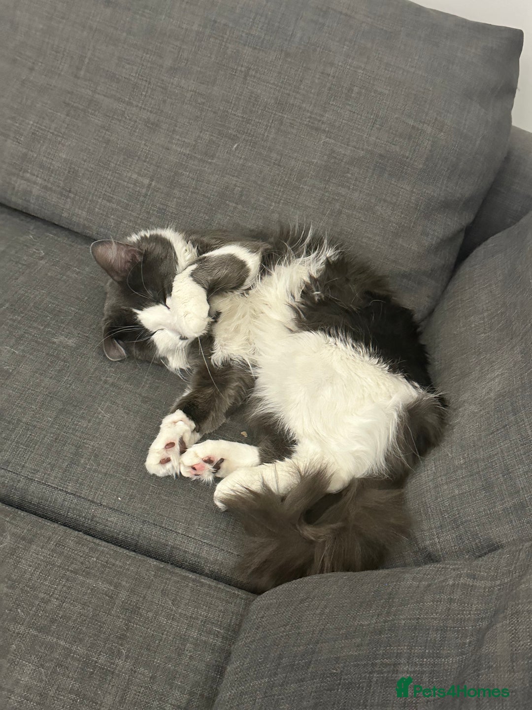 Turkish Angora cats for sale: URGENT🚨 2 Brothers looking for a loving home!! - Image 4
