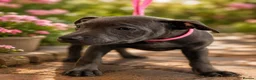 Staffordshire Bull Terrier dogs for sale: Staffordshire bull  - Advert 5