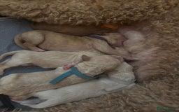 Goldendoodle dogs for sale: Beautiful F1B Goldendoodle Puppies – Ready Soon - Image 11