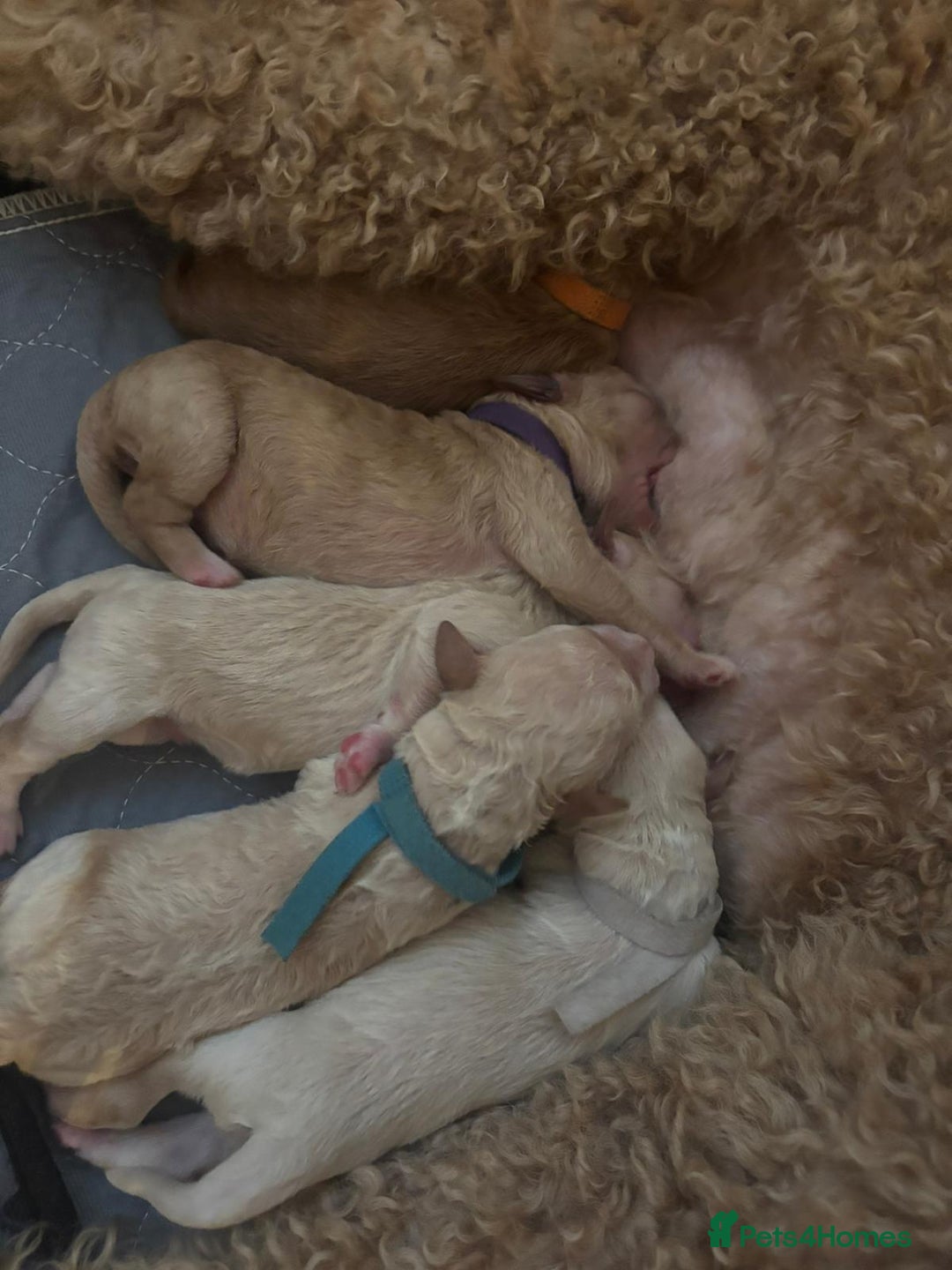 Goldendoodle dogs for sale: Beautiful F1B Goldendoodle Puppies – Ready Soon - Image 11