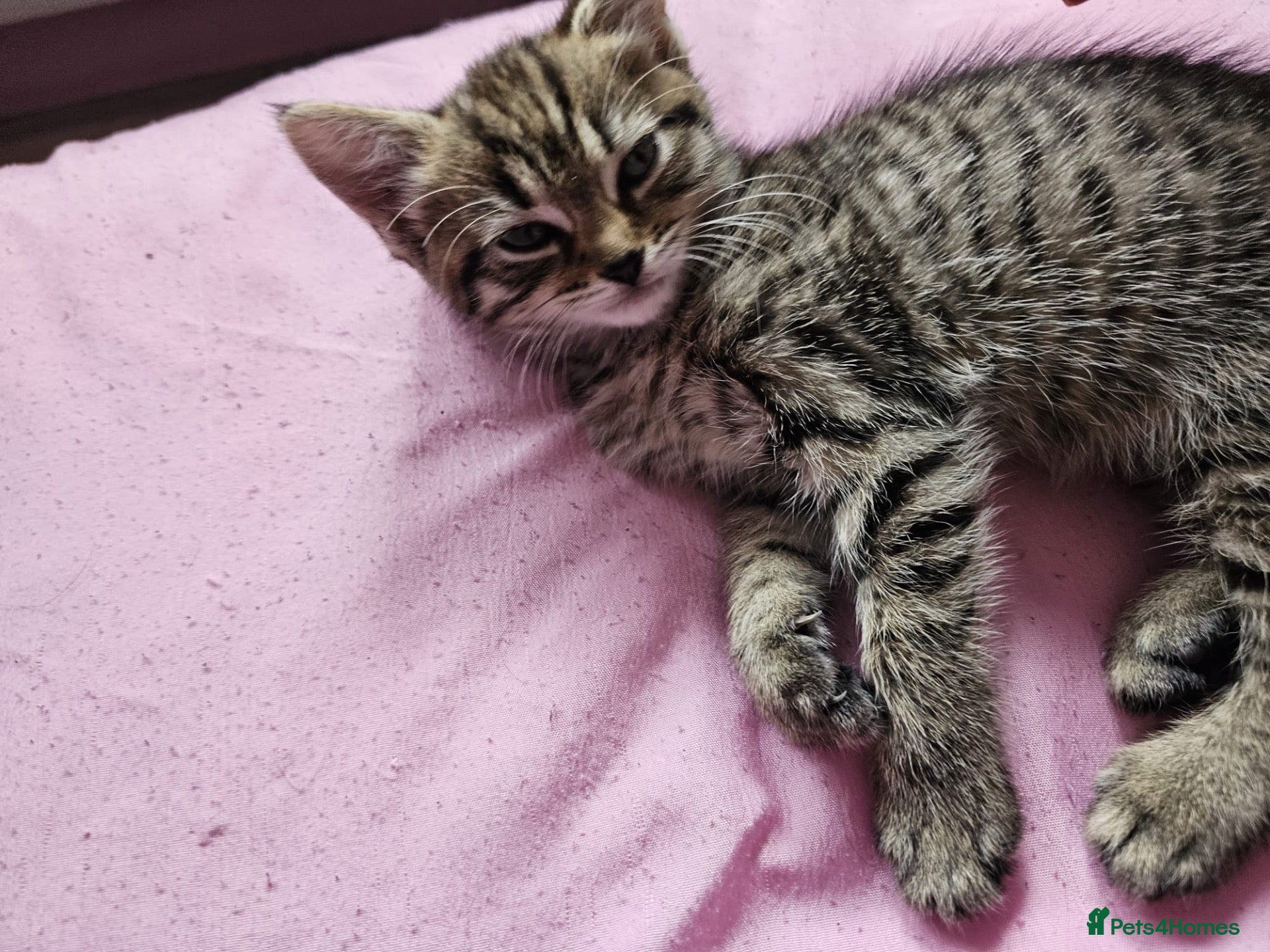 Bengal cats Female kitten - Advert 1