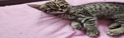 Bengal cats for sale: Female kitten - Advert 1