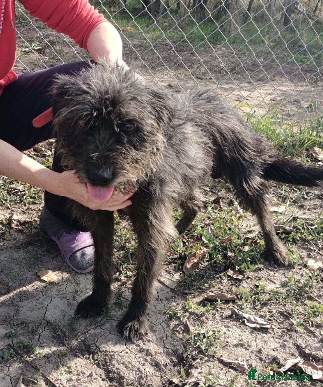Mixed Breed dogs for adoption: ROCKY – Gentle, Resilient & Ready for Love 🐾 - Advert 3