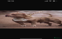 American Bully dogs for sale: One year old male Pocket Bully - Image 10