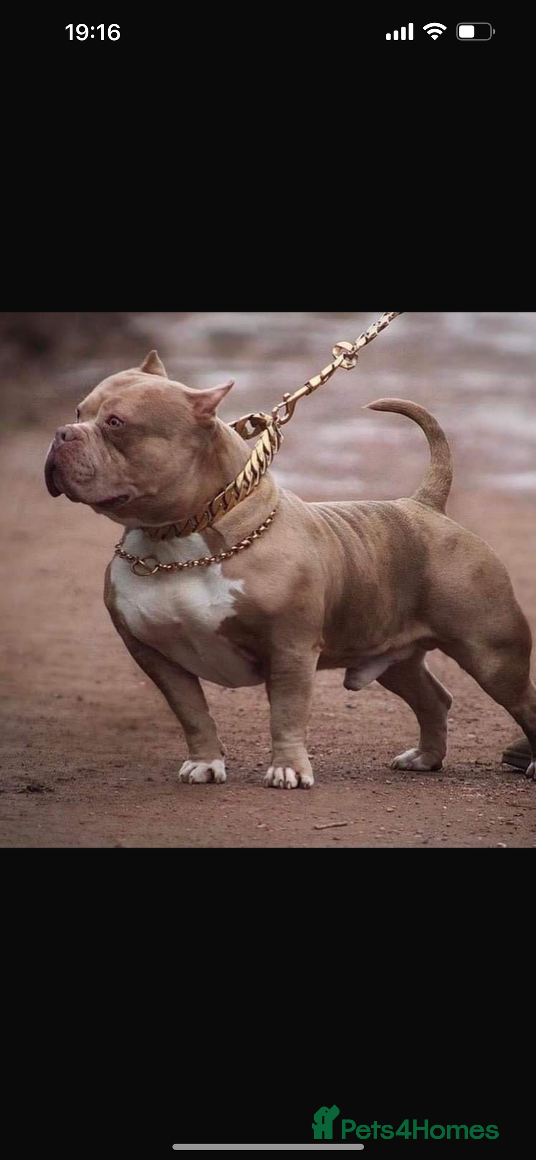 American Bully dogs for sale: One year old male Pocket Bully - Image 10
