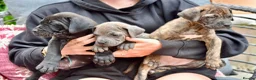 Mixed Breed dogs for sale: Cane Corso / Bullmastiff Puppies ready to  go. - Advert 4