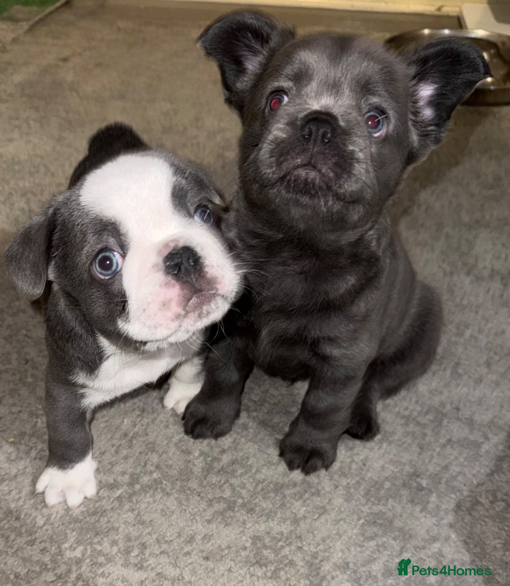 French Bulldog dogs Beautiful French Bulldog puppies fluffy type - Advert 1