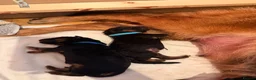 German Shepherd dogs for sale: Wolfskraft German Shepherds puppies - Advert 11